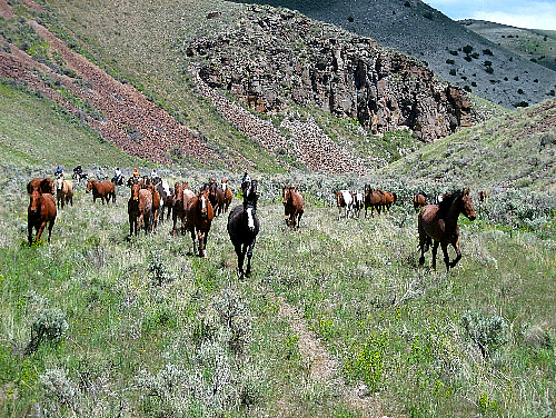 Medicine Lodge Horse Drive