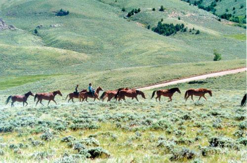 Medicine Lodge Horse Drive