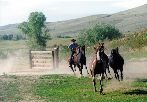 Medicine Lodge Horse Drive