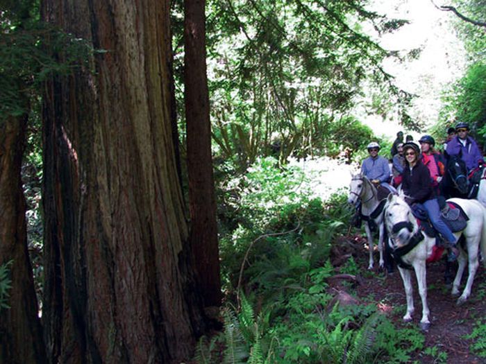 Redwood Forest & Coast Ride
