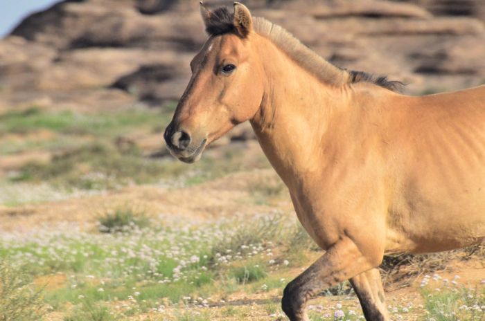 On the Trail of Genghis Khan