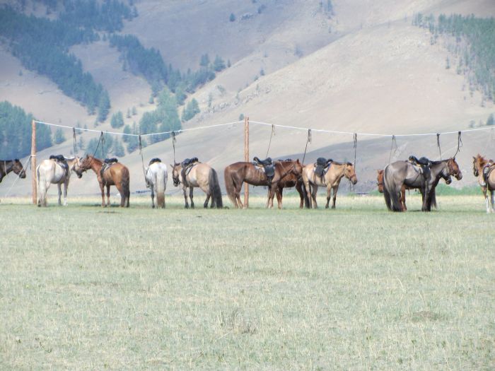 On the Trail of Genghis Khan