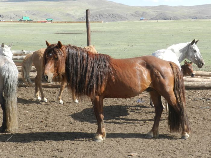 On the Trail of Genghis Khan