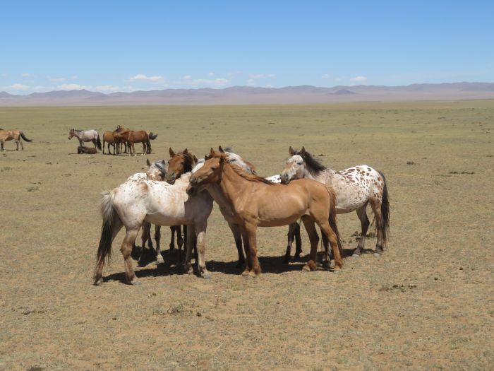 Gobi Steppe Ride