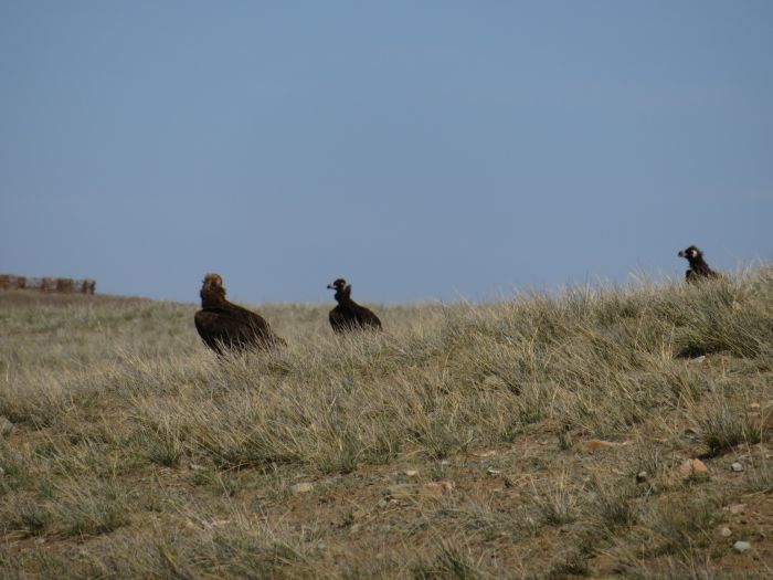 Gobi Steppe Ride