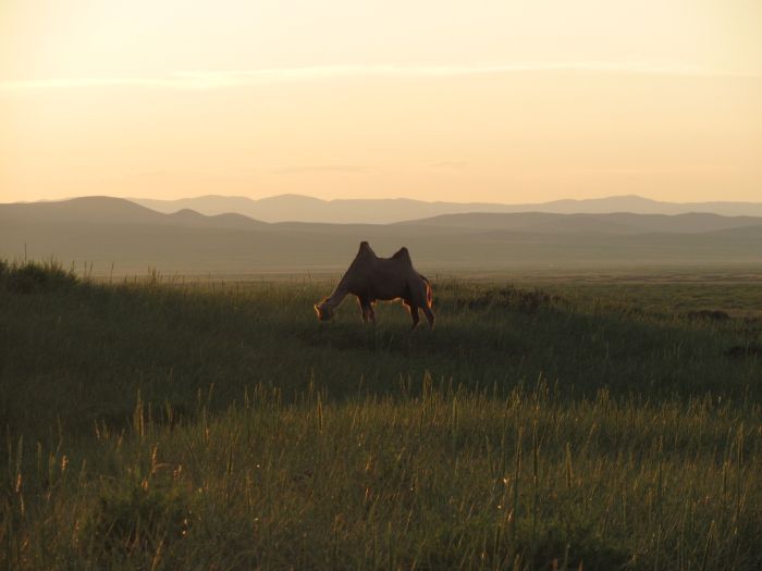 Gobi Steppe Ride