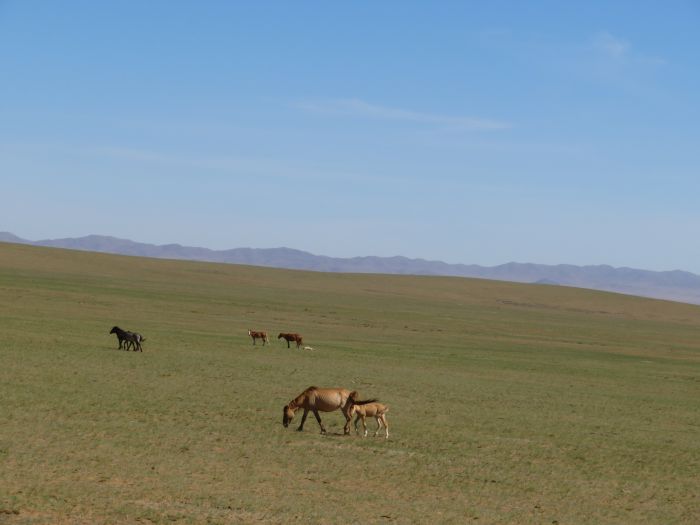 Gobi Steppe Ride