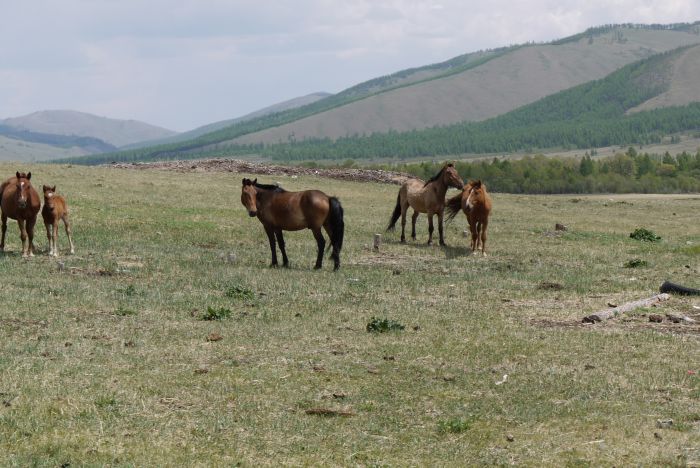 Mongolia Steppe Expedition