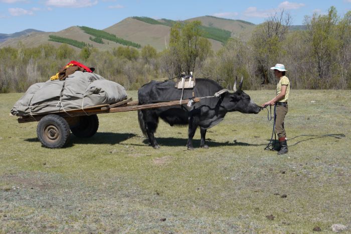 Mongolia Steppe Expedition