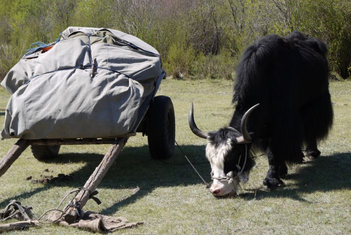 Mongolia Steppe Expedition