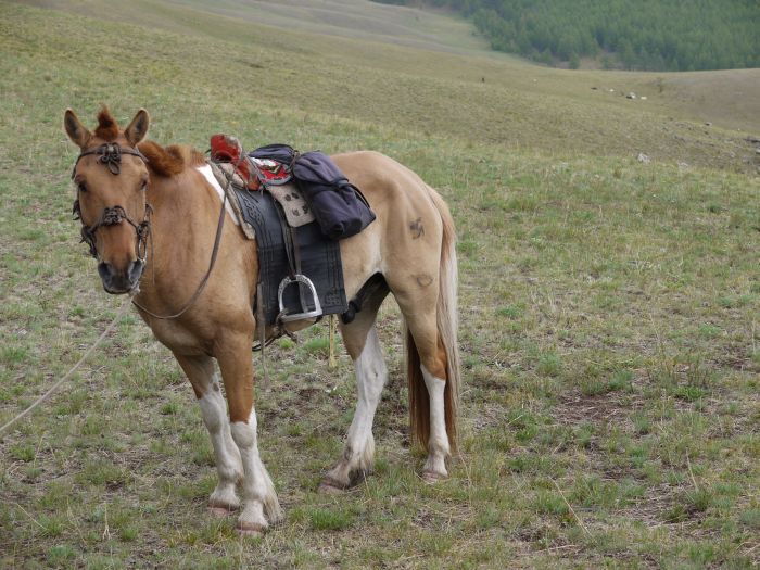 Mongolia Steppe Expedition