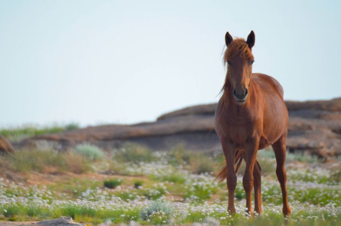 Mongolia Steppe Expedition