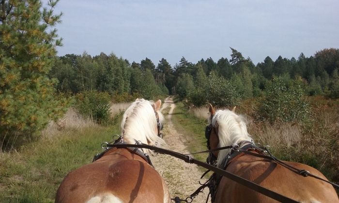 Star rides through De Meinweg National Park