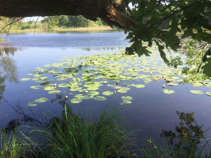 Star rides through De Meinweg National Park