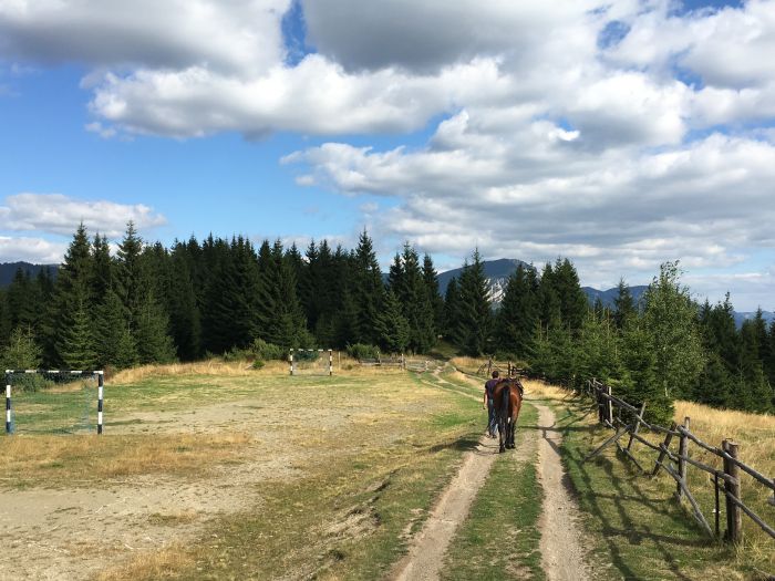 On the tracks of the bears