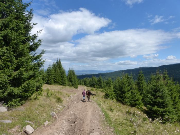 On the tracks of the bears