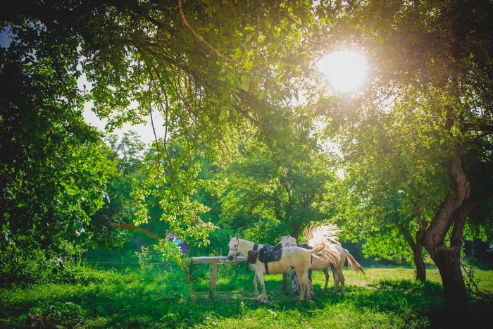 Transylvania Trail with comfort