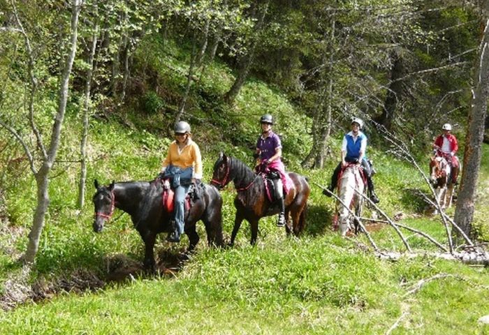 Endurance riding and riding lessons in Allgäu