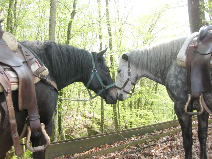 Western riding in the Bavarian Forest