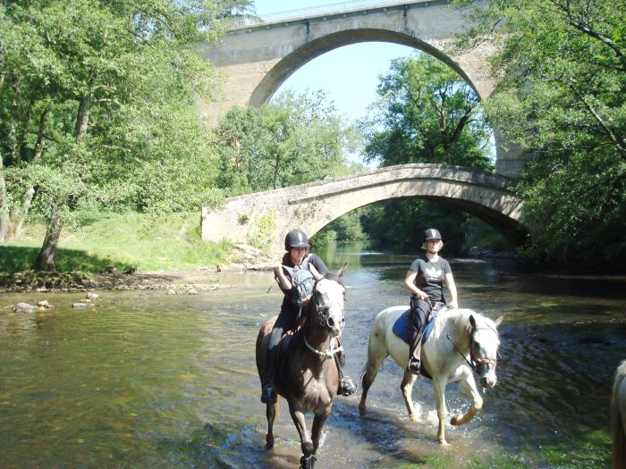 Alsace crossing at a gallop