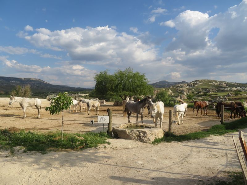 Cappadocia in galopp