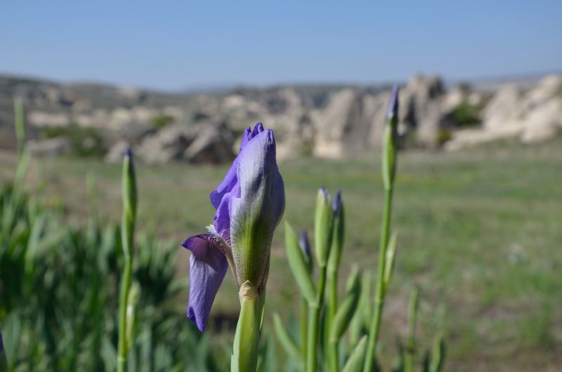 Cappadocia in galopp