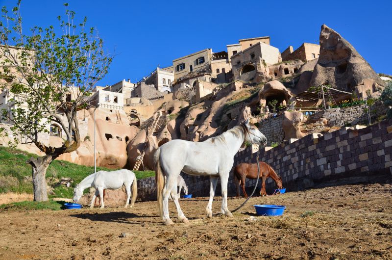 Cappadocia in galopp