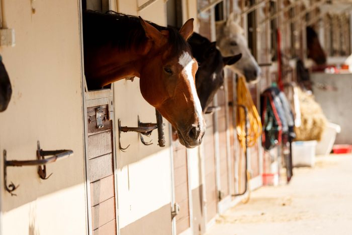 English lessons and Riding for Teenagers