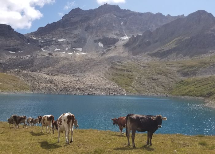Riding holiday in the Valais Alps