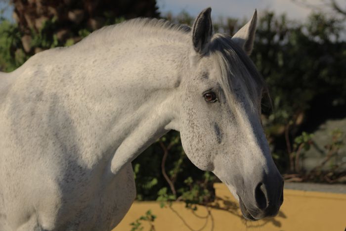 Dressage training with Lusitanos on Alcainca