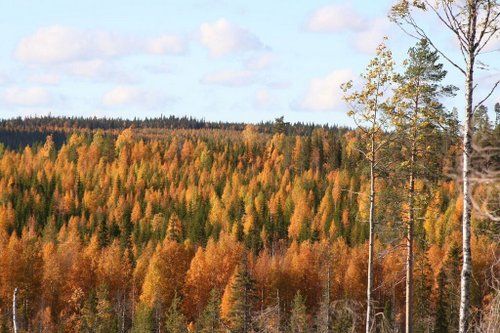 Riding and activity week in the heart of Finland