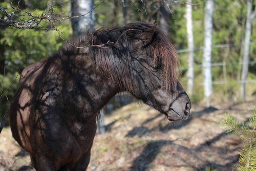 Riding and activity week in the heart of Finland