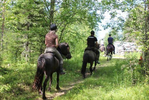 Riding and activity week in the heart of Finland