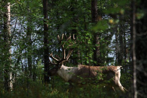 Riding and activity week in the heart of Finland