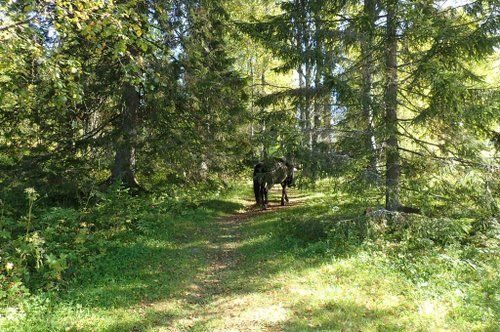 Riding and activity week in the heart of Finland
