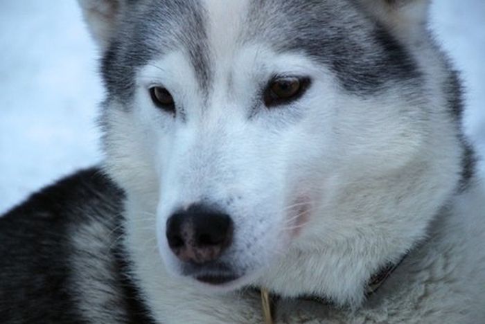 Winter adventures in the heart of Finland