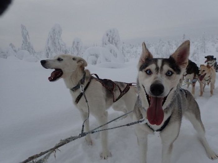 Winter adventures in the heart of Finland