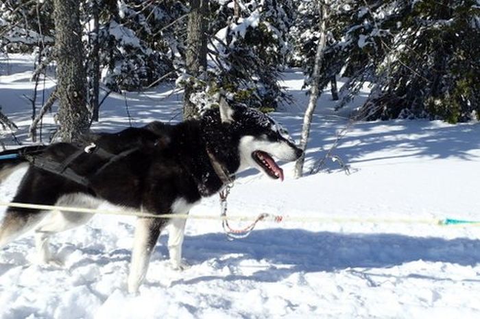 Winter adventures in the heart of Finland