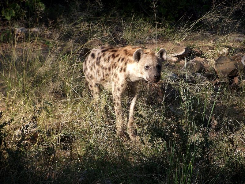 Ubuntu Adventure Trail