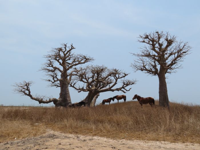 Ride through West Africa´s savannah to the coast