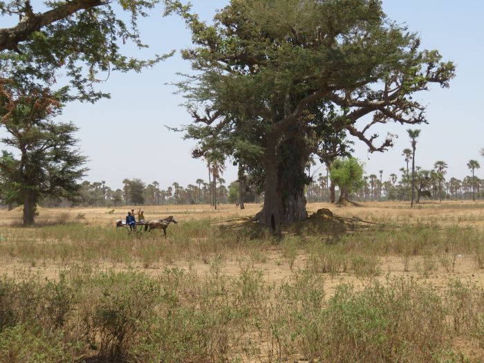 Ride through West Africa´s savannah to the coast