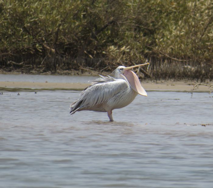 Ride through West Africa´s savannah to the coast