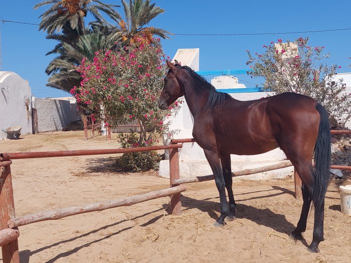 Sun Island Djerba