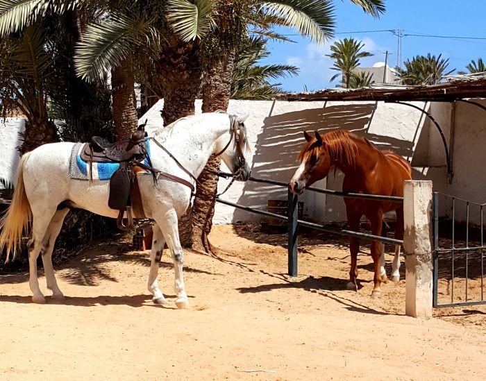 Sun Island Djerba