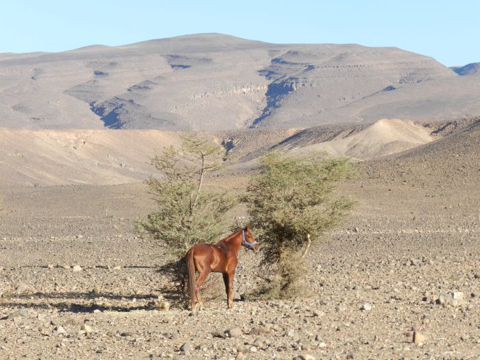 Sahara Desert Ride