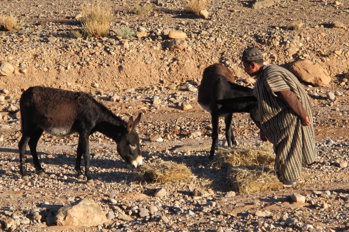 Valley of the Roses & Saghro Trail