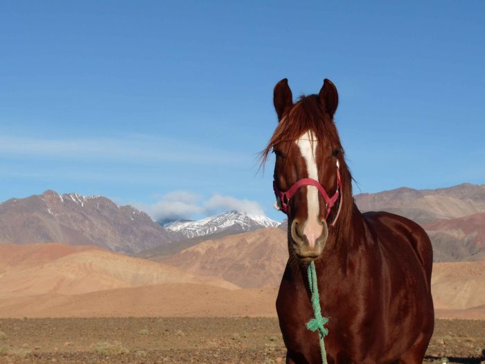 Valley of the Roses & Saghro Trail