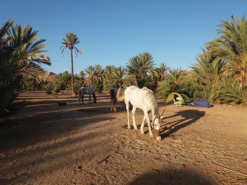 Berber Oasis Trail