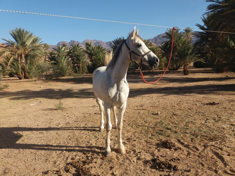Berber Oasis Trail