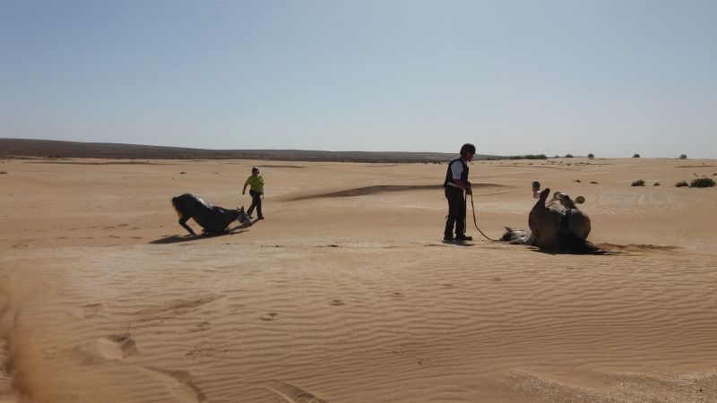 Berber Oasis Trail
